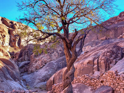 Arbre du désert